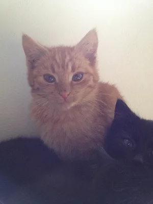 REZAVY KOCOUREK ZDARMA